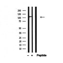 Western blot analysis of ATP citrate lyase in lysates of COS7  , using ATP citrate lyase Antibody(AF4668).