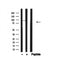Western blot analysis of IREB1 in lysates of HeLa, using IREB1 Antibody(AF4711).