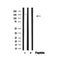 Western blot analysis of Ras-GRF1 in lysates of Human hippocampus, using Ras-GRF1 Antibody(AF4714).