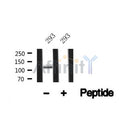 Western blot analysis of PPIG in lysates of 293?, using PPIG Antibody(AF4766).