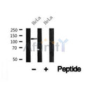 Western blot analysis of RapGEF1 in lysates of HeLa?, using RapGEF1 Antibody(AF4769).
