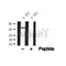 Western blot analysis of MERIT40 in lysates of A-431?, using MERIT40 Antibody(AF4798).