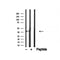 Western blot analysis of NudC in lysates of HeLa?, using NudC Antibody(AF4804).