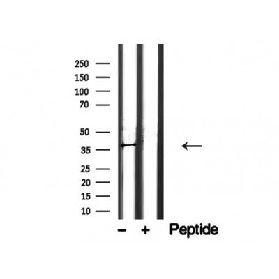 Western blot analysis of NudC in lysates of HeLa?, using NudC Antibody(AF4804).