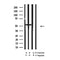 Western blot analysis of alpha Tubulin (acetyl K40) in lysates of HeLa?, using alpha Tubulin (acetyl K40) Antibody(AF4351).