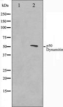 Western blot analysis on A549 cell lysate using p50 Dynamitin Antibody. The lane on the left is treated with the antigen-specific peptide.