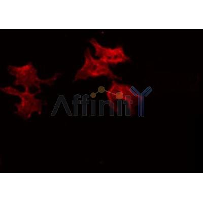 AF0232 staining A549 by IF/ICC. The sample were fixed with PFA and permeabilized in 0.1% Triton X-100,then blocked in 10% serum for 45 minutes at 25¡ãC. The primary antibody was diluted at 1/200 and incubated with the sample for 1 hour at 37¡ãC. An  Alexa Fluor 594 conjugated goat anti-rabbit IgG (H+L) Ab, diluted at 1/600, was used as the secondary antibod