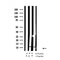 Western blot analysis of Histone H4 (acetyl K8) in lysates of A431, using Histone H4 (acetyl K8) Antibody(AF4353).