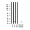Western blot analysis of H2B (acetyl K5) in lysates of HeLa  TSA 1M, 18 hr, using H2B (acetyl K5) Antibody(AF4355).