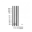Western blot analysis of Histone H4 (acetyl K91) in lysates of HeLa, using Histone H4 (acetyl K91) Antibody(AF4357).