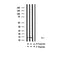Western blot analysis of Acetyl-Histone H2B (K20)? in lysates of NIH/3T3 TSA 1 uM, 18 hr, using Acetyl-Histone H2B (K20)? Antibody(AF4361).