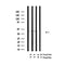 Western blot analysis of Acetyl-p53 (K381) in lysates of MDA-MB-435 UV, using Acetyl-p53 (K381) Antibody(AF4364).
