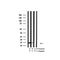 Western blot analysis of Acetyl-H2A.Z ( K4/7/11/13) in lysates of HeLa  TSA 1M, 18 hr, using Acetyl-H2A.Z ( K4/7/11/13) Antibody(AF4366).