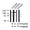 Western blot analysis of KIF11/Eg5 (Phospho-Thr926) in lysates of COLO205, using KIF11/Eg5 (Phospho-Thr926) Antibody(AF4445).