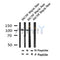 Phospho-VAV2 (Tyr142) Antibody