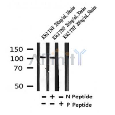 Phospho-VAV2 (Tyr142) Antibody