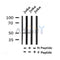 Western blot analysis of FOXL2 (Phospho-Ser238) in lysates of Jurkat?, using FOXL2 (Phospho-Ser238) Antibody(AF4449).