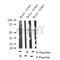 Western blot analysis of RUNX2 (Phospho-S340) in lysates of Mouse thymus?, using RUNX2 (Phospho-S340) Antibody(AF4470).