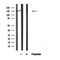Western blot analysis of ROCK1 in lysates of NIH-3T3, using ROCK1 Antibody(AF4604).
