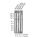 Western blot analysis of Phospho-Paxillin (Tyr118) expression in various lysates