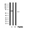 Western blot analysis of Occludin in lysates of HEK-293, using Occludin Antibody(AF4605).