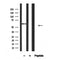 Western blot analysis of Occludin in lysates of HEK-293, using Occludin Antibody(AF4606).