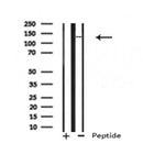 Western blot analysis of TSC1 in lysates of HT-1080, using TSC1 Antibody(AF4609).