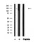 Western blot analysis of SIN3A in lysates of MCF7, using SIN3A Antibody(AF4612).
