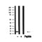 Western blot analysis of H2B in lysates of HeLa, using H2B Antibody(AF4655).