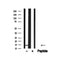 Western blot analysis of H2B in lysates of HL-60 , using H2B Antibody Antibody(AF4659).