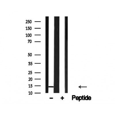 Western blot analysis of H2B in lysates of HL-60 , using H2B Antibody Antibody(AF4659).