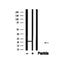 Western blot analysis of SOD2/MnSOD in lysates of RAW 264.7, using SOD2/MnSOD Antibody(AF4660).