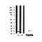 Western blot analysis of Histone H2B ? in lysates of HeLa?, using Histone H2B ? Antibody(AF4661).
