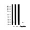 Western blot analysis of Histone H3 in lysates of COLO205, using Histone H3 Antibody(AF4665).