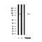Western blot analysis of P85 alpha in lysates of A431?, using P85 alpha Antibody(AF4670).