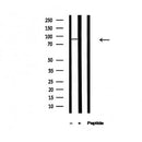 Western blot analysis of P85 alpha in lysates of NIH/3T3, using P85 alpha Antibody(AF4672).