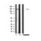 Western blot analysis of EPHA4 in lysates of SNB19, using EPHA4 Antibody(AF4675).