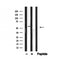 Western blot analysis of IRAK4 in lysates of ?serum-starved KARPAS-299?, using IRAK4 Antibody(AF4678).