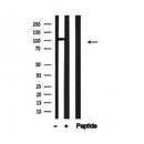 Western blot analysis of M-CSF Receptor in lysates of 293, using M-CSF Receptor Antibody(AF4696).