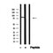 Western blot analysis of 5-Lipoxygenase in lysates of HuvEc, using 5-Lipoxygenase Antibody(AF4699).