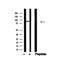 Western blot analysis of Ku80 in lysates of A549?, using Ku80 Antibody(AF4706).