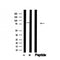 Western blot analysis of HS1 in lysates of HepG2, using HS1 Antibody(AF4707).