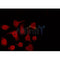 AF0233 staining HeLa by IF/ICC. The sample were fixed with PFA and permeabilized in 0.1% Triton X-100,then blocked in 10% serum for 45 minutes at 25¡ãC. The primary antibody was diluted at 1/200 and incubated with the sample for 1 hour at 37¡ãC. An  Alexa Fluor 594 conjugated goat anti-rabbit IgG (H+L) Ab, diluted at 1/600, was used as the secondary antibod