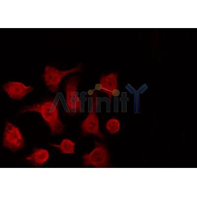 AF0233 staining HeLa by IF/ICC. The sample were fixed with PFA and permeabilized in 0.1% Triton X-100,then blocked in 10% serum for 45 minutes at 25¡ãC. The primary antibody was diluted at 1/200 and incubated with the sample for 1 hour at 37¡ãC. An  Alexa Fluor 594 conjugated goat anti-rabbit IgG (H+L) Ab, diluted at 1/600, was used as the secondary antibod