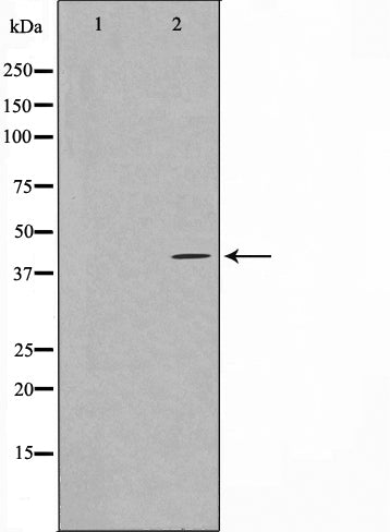 Western blot analysis on COS7 cell lysate using Gz-alpha Antibody.The lane on the left is treated with the antigen-specific peptide.