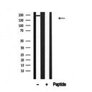 Western blot analysis of CAD in lysates of 293T?, using CAD Antibody(AF4715).