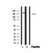 Western blot analysis of IRS-1 in lysates of HeLa?, using IRS-1 Antibody(AF4723).