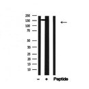 Western blot analysis of IRS-1 in lysates of HEK293, using IRS-1 Antibody(AF4724).