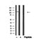 Western blot analysis of SREBP-1c in lysates of Jurkat , using SREBP-1c Antibody(AF4728).