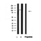 Western blot analysis of AMPA Receptor  in lysates of COLO205 , using AMPA Receptor  Antibody(AF4730).